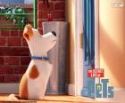 Ожидания перед дверью, Макс является главным героем анимационного фильма Тайная жизнь домашних